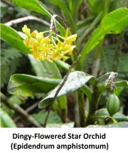 Dingy-Flowered Star Orchid (Epidendrum amphistomum) flowers with fruit