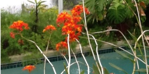 Epidendrum Radican Orange spring 2013 2