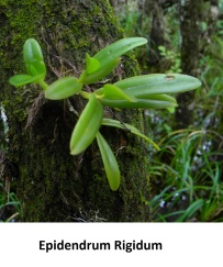 Epidendrum Rigidum