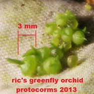 Greenfly orchid protocorms 2013